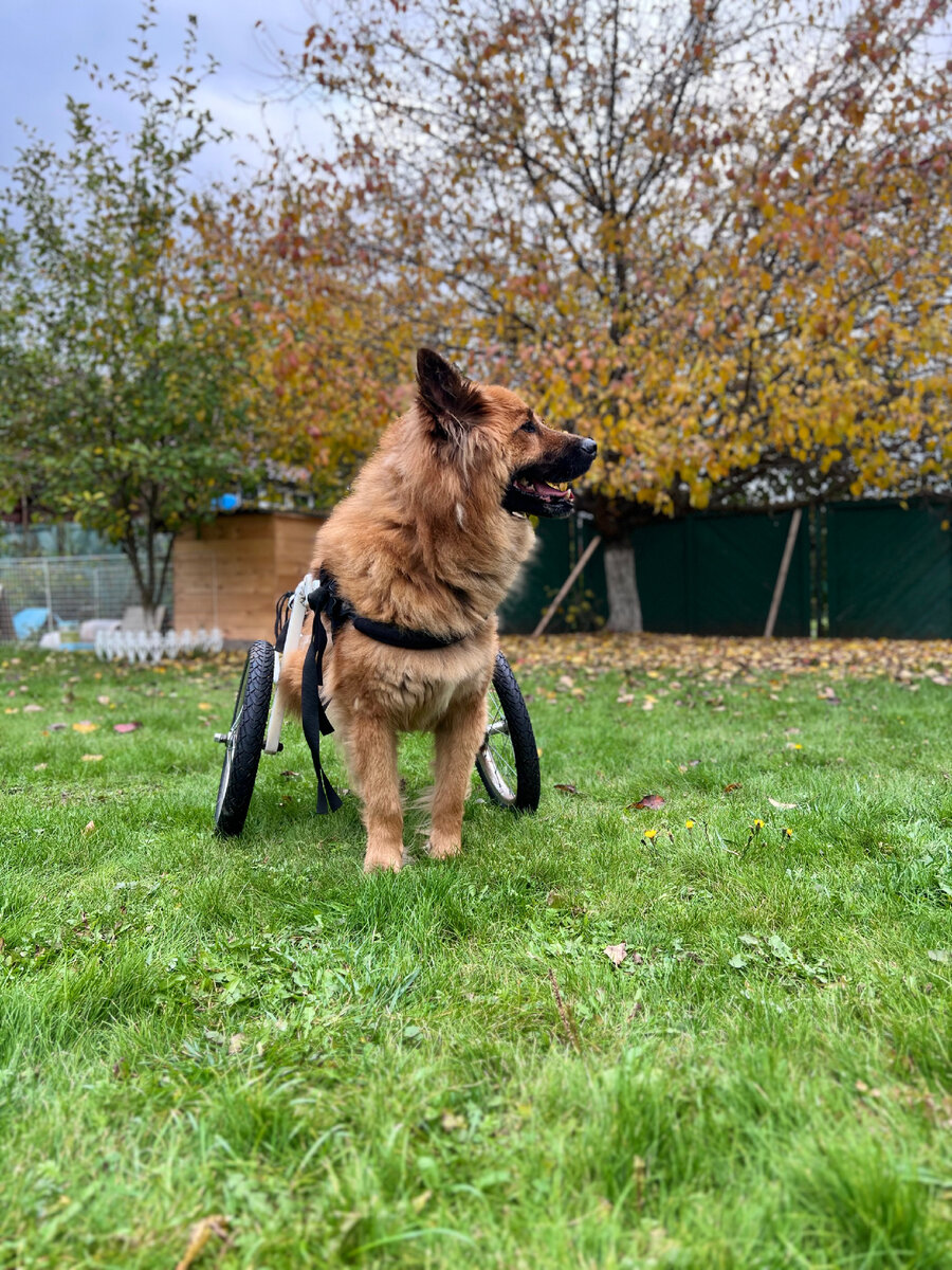 Содержание собак-спинальников дорого или нет?!
Когда мне задают подобный вопрос,что бы понять,тянет человек такую собаку или нет,то я сразу не могу на него ответить.Потому что тут нужно понимать, что это за собака,какое у нее здоровье, подтекает или нет моча.Сегодня я вам расскажу на примере моих спинальников.Скажу сразу, что содержать в семье одного или даже двух спинальников, это не дорого, но когда у тебя их 6-8 то это,конечно же выливается в очень круглую сумму.Которая на последнем слайде
И так,со мной живут 6 моих подопечных спинальников,и двое на платной передержке. Сейчас все они стабильны по здоровью.Что это значит?У них в хорошем состоянии мочеполовая система. Нет циститов,потому что у них хороший уход и регулярное сцеживание.Большинство из них попали ко мне сразу как они стали спинальниками,поэтому хронические болезни не развились, и это позволяет реже посещать ветклиники.Но бывают такие спинальники, которые месяцами ползали где то по улицам, прежде чем их нашли. Вот у таких собак чаще всего возникают хронические циститы. Но и это не страшно. Лечится! Но как правило здоровая мочеполовая система поддерживается в течении жизни не дорогими уросептиками пожизненно или длительно.Так было с Илаем.
Про финансы на еду говорить не буду.Тут у каждой семьи свой аппетит. А вот подробно остановлюсь на расходниках. Это памперсы, пеленки и влажные салфетки.
Если вам повезло,и у спинальника моча не подтекает,то вам понадобится на месяц всего 60-90 пеленок,которые продаются в ашан по 390₽ за пачку из 20шт,плюс влажные салфетки пачек 5-7 на месяц.Суммируйте сами какая стоимость выходит. Можно сказать копейки 😅
Но я знаю семьи, которые приноровились отжимать спинальников в унитаз или на раковину. Таким образом совсем убрав эти расходы 👌🏼
А сколько же денег уходит на спинальника, если моча подтикает?Давайте посчитаем, если спинальника отдавливать 2 раза в день. Некоторых отдавливают 3 раза.Для таких спинальников нужно 60 памперсов и 60 пеленок на 1 месяц. Плюс пачек 5-7 влажных салфеток. 
Смотрим цены а ашане. Я пакупаю марку «Каждый день»  памперсы человеческие для взрослых на крупных собак за 1289₽ -30 шт.

И так давайте суммируем все расходники: 1289*2(памперсы)+390*3 (пеленки)+100*5 (влажные салфетки) =4248₽ расход в месяц на 1 крупного спинальника. 

Мне кажется это вполне подъемная сумма. Не так ли?

А теперь ее умножьте на 6 😅
И это будут мои расходы. Иногда случаются форсмажоры в виде обосрашек, поэтому я стараюсь брать чуть больше памперсов. Конечно одному человеку эту сумму уже сложно потянуть.
Поэтому если вы захотите подарить нам хотя бы 1 пачку салфеток или пеленок, а может памперсов, это будет огромная помощь для нас. 
#псяшкин_дом

И напишите в коментах, интересны ли вам такие посты ☺️