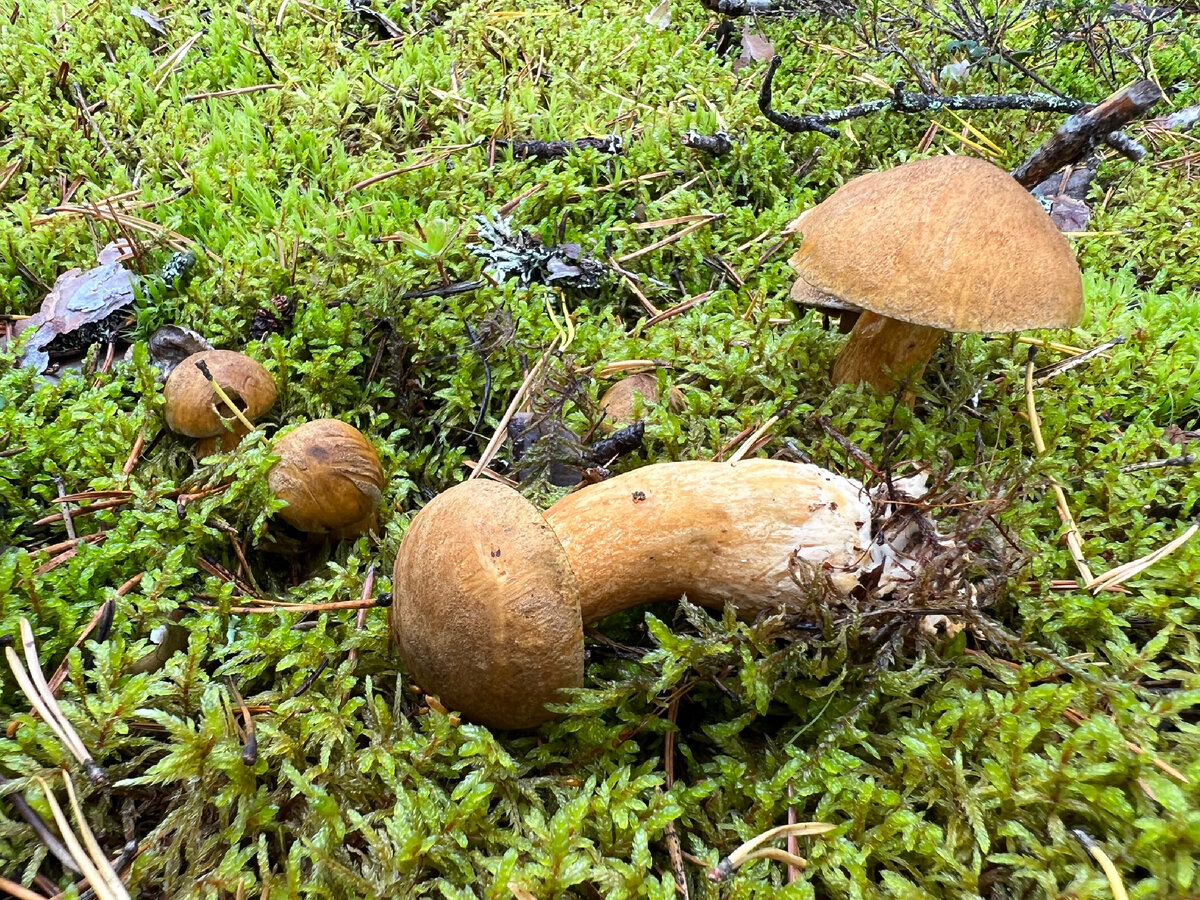 Маслёнок (моховик) желто-бурый (Suillus variegatus) | Грибы и их виды  (Поющий грибник) | Дзен