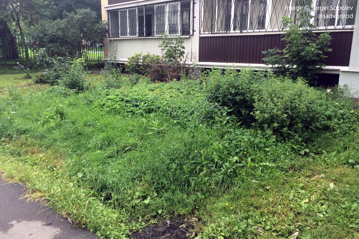 Первоначальное состояние участка в конце июля 2016 году. Фото можно листать. 