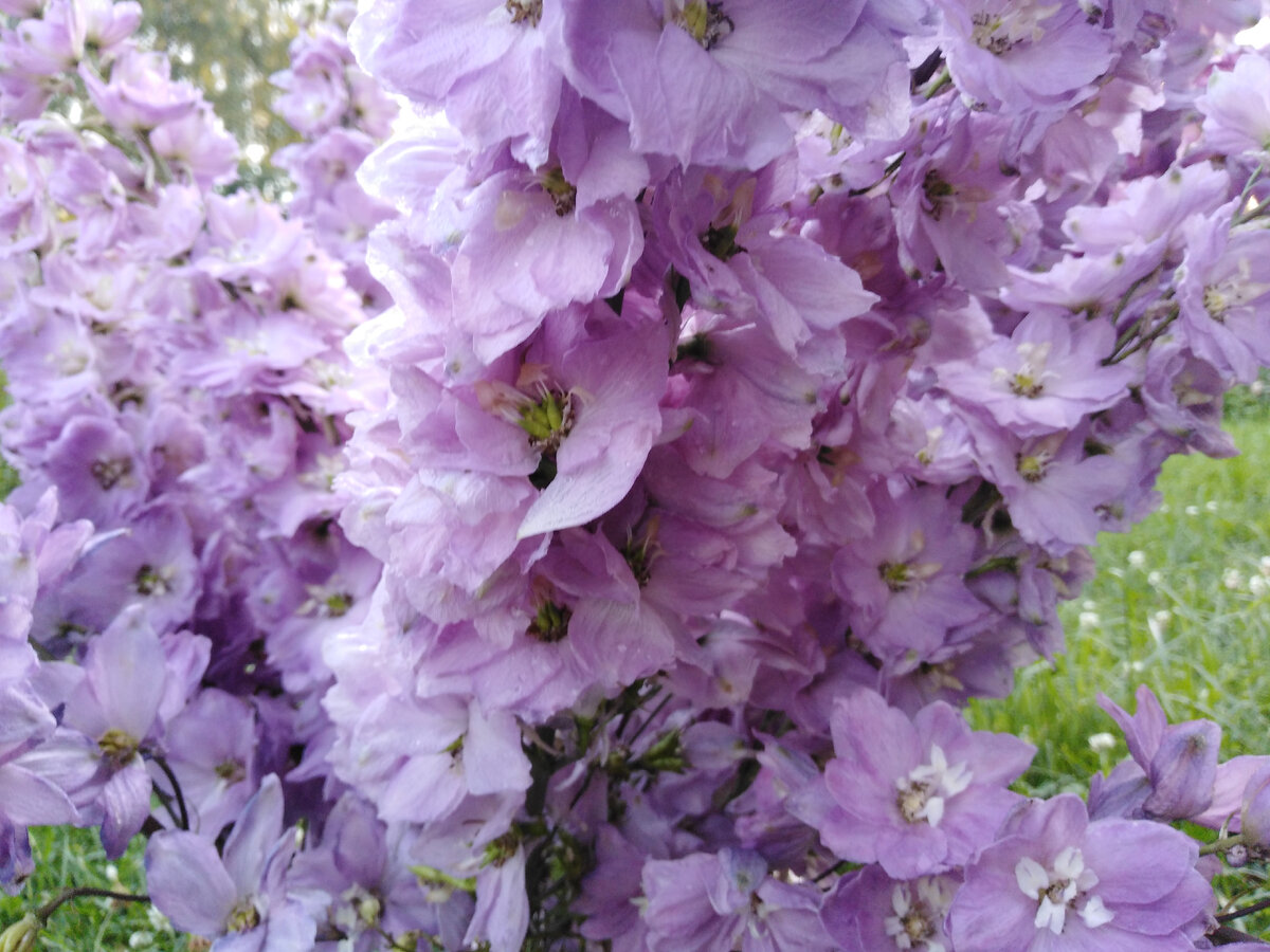 Сиреневый - мой любимец