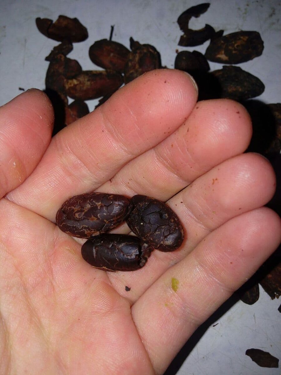 Какао бобы - одни из самых сильных антиоксидантных продуктов