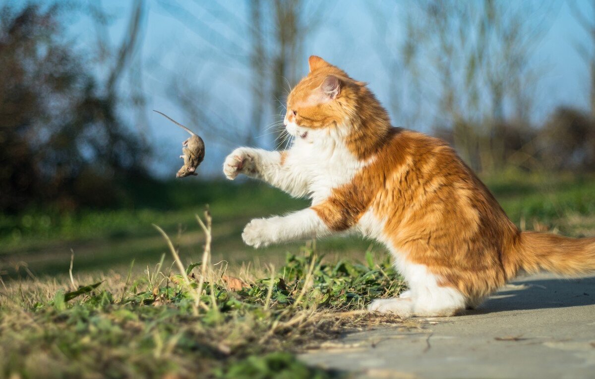 Уникальный характер кошек