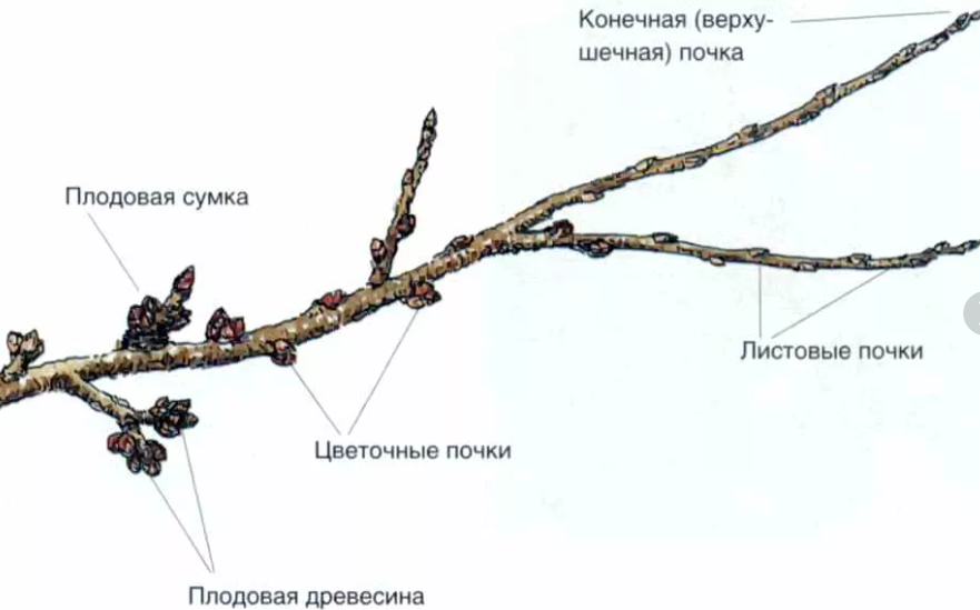 Лабораторная работа рассматривание строения ветки дерева. Как выглядят плодовые почки у черешни. Плодовые почки на яблоне. Строение ветвей яблони. Яблоня плодоносящие почки.