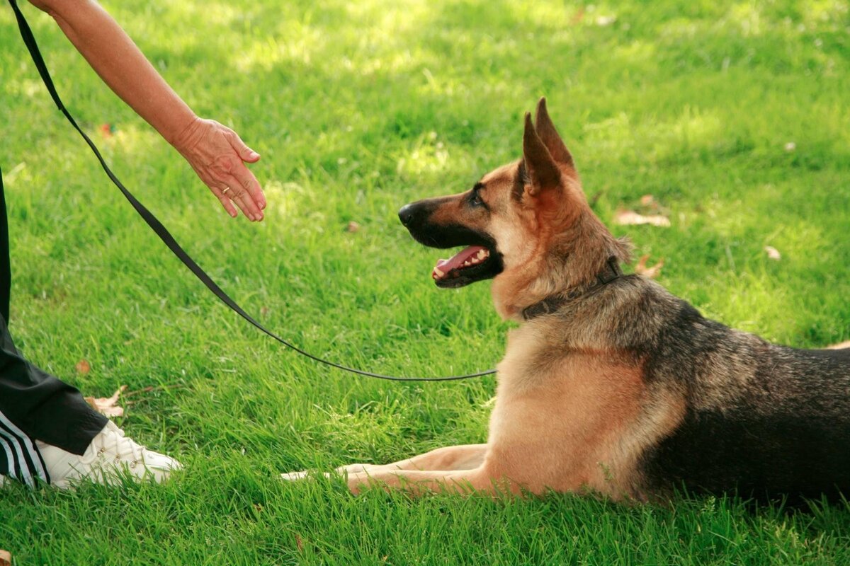 Установление ясной и последовательной коммуникации с собакой