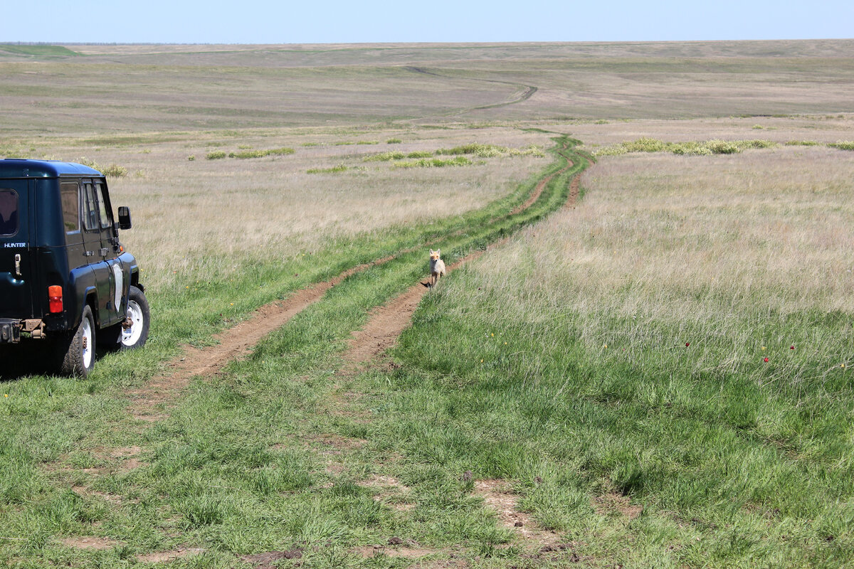 Герпетологическая экспедиция., 2018 год, Таловская степь