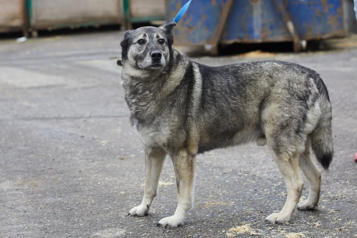 Не поленитесь найти качественное фото любимца и продумать текст объявления: от этого во многом зависит реакция людей и их желание помочь