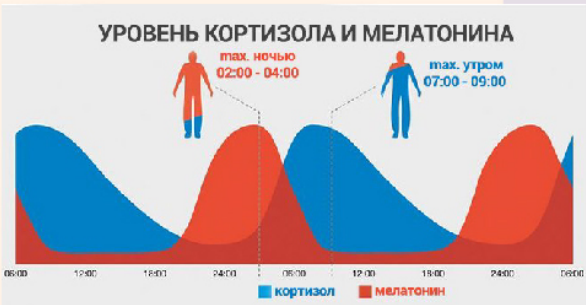 Кортизол и мелатонин