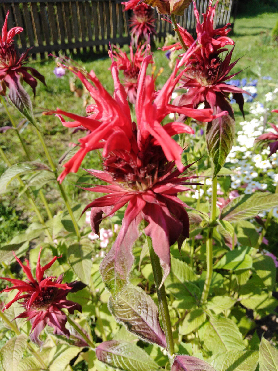 Монарда гибридная Скарлет Кэмбридж ( 2020) >>>