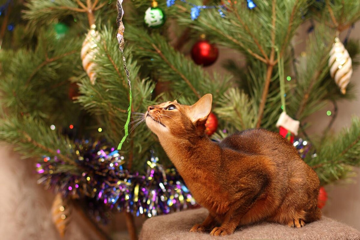    Что делать, если кошка съела мишуру от елки 123RF/legion-media.ru