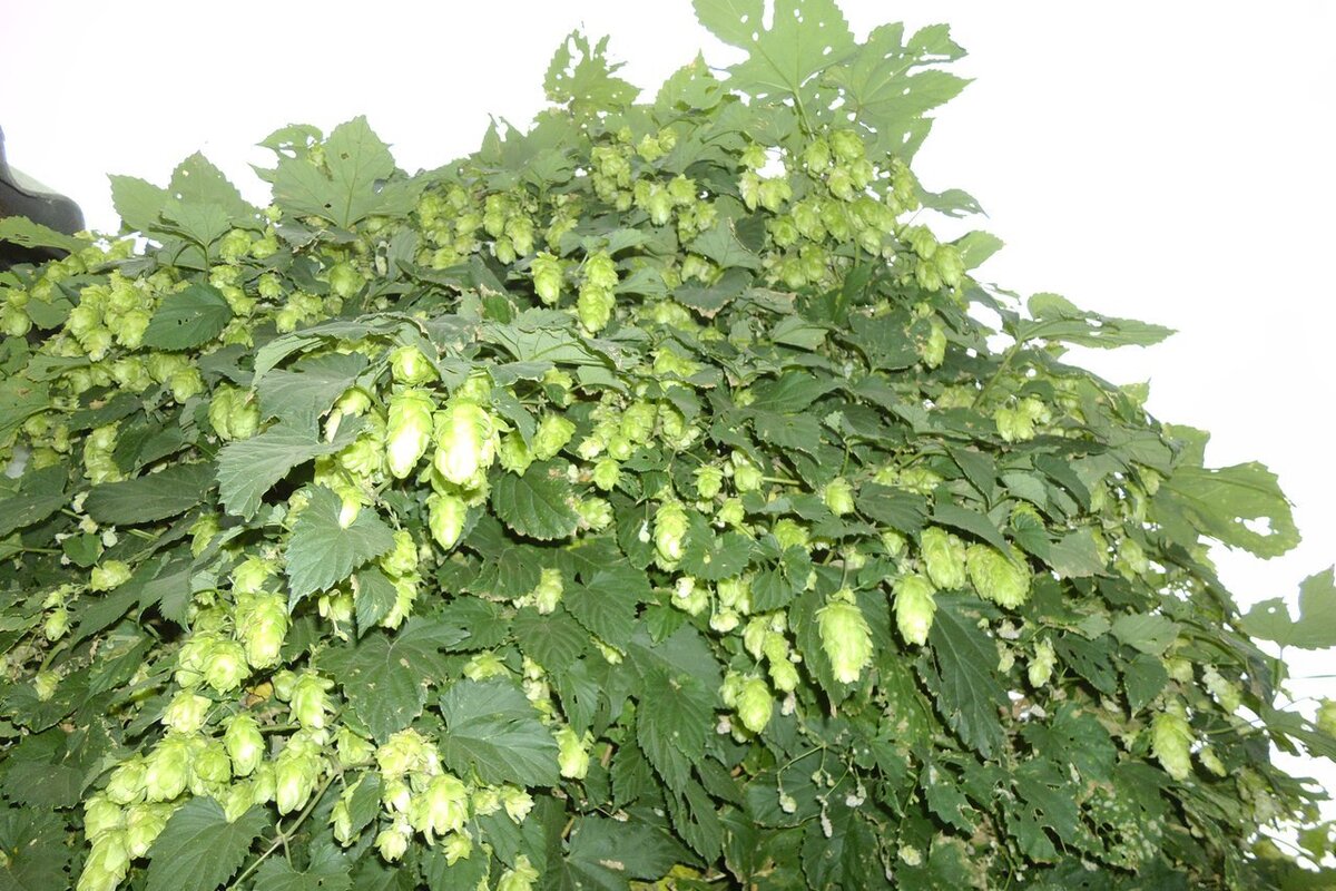 Дикорастущий хмель, в изобилии встречается на дачах, садовых участках и на опушках лесов во влажных местах.