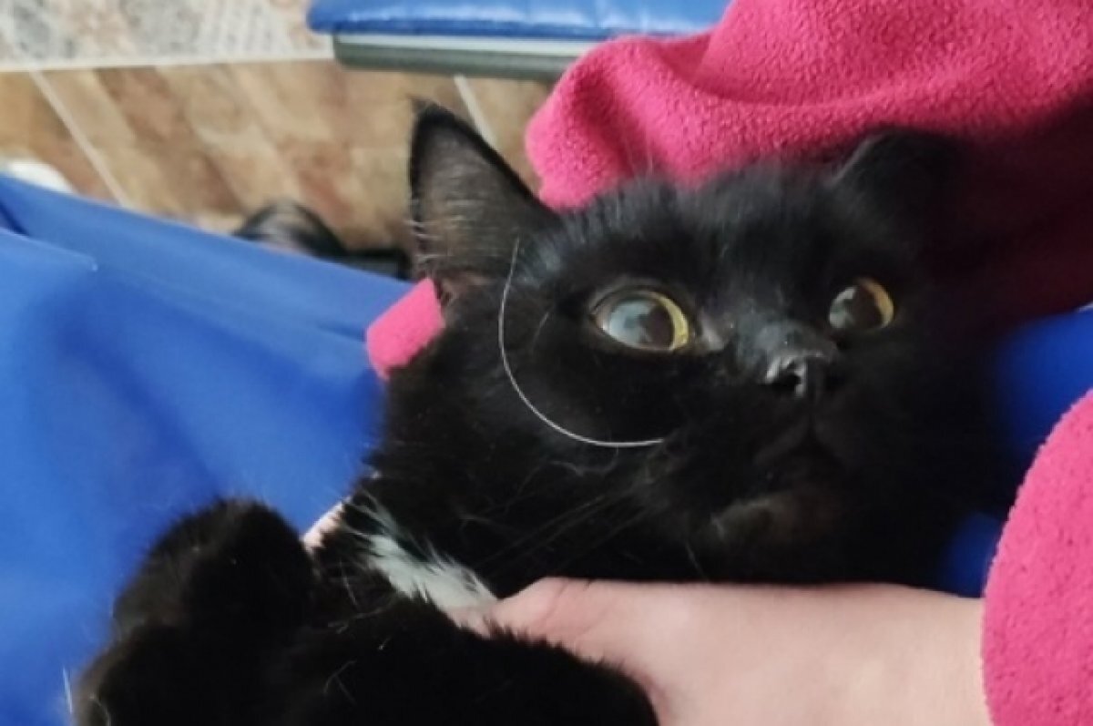    В Пермском крае кошка примёрзла ко льду в 38-градусный мороз