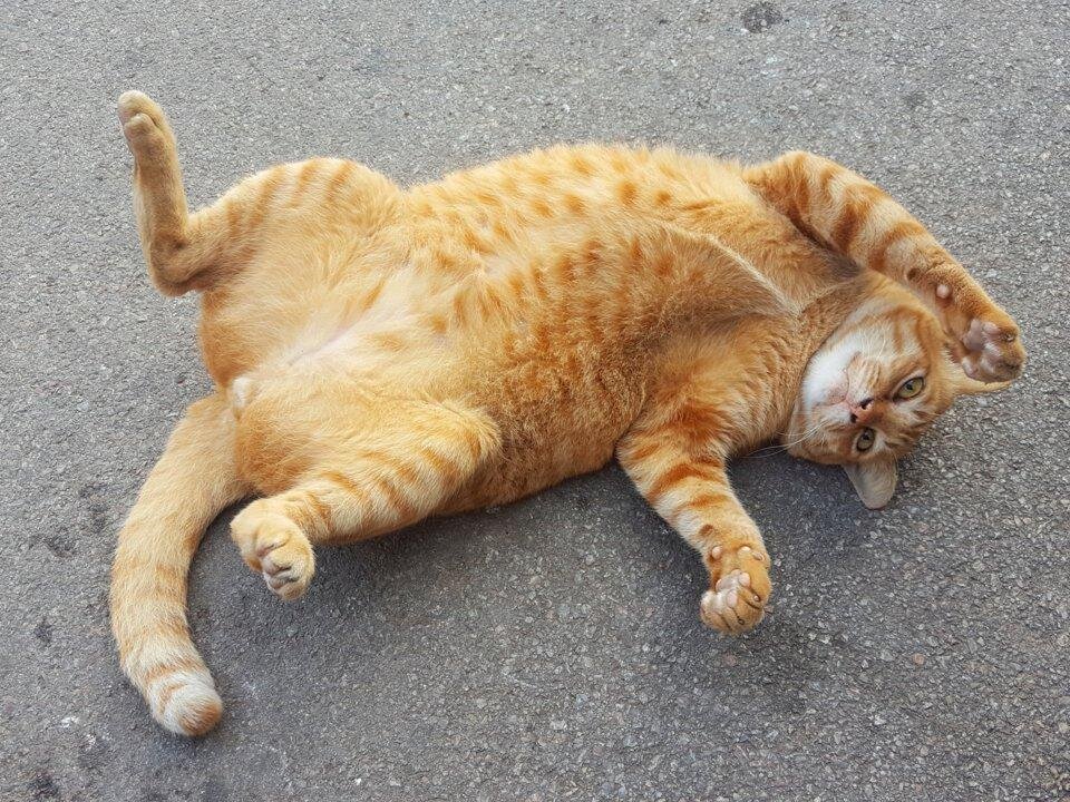 Кошка стретчинг