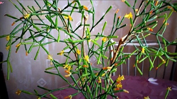 Это моя цветущая в прошлом году Хатиора. Здесь она ещё не настолько большая и кустистая.