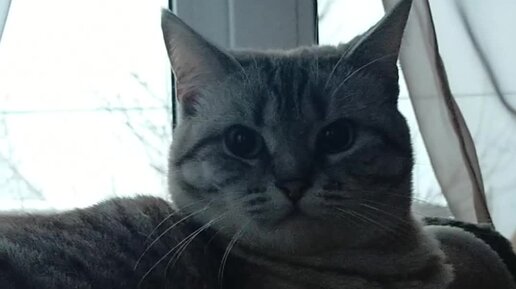 Ленины байки ( видео) | Ролики — короткие видео