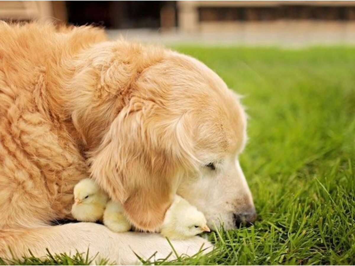 Жаль, что фото пришлось брать из открытых источников. Думаю, Кузя достоин славы ))