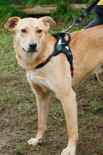 Ашер на прогулке