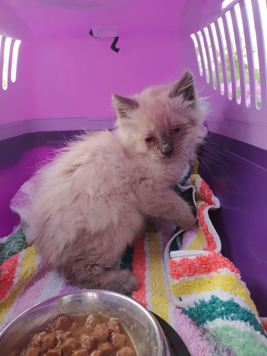 Самые большие проблемы были с глазками, но мы справились! Хвала кошачьим богам - помогли)))