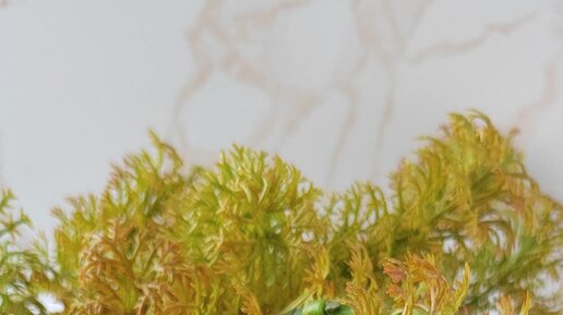 Бочонок мыла | Ролики — короткие видео