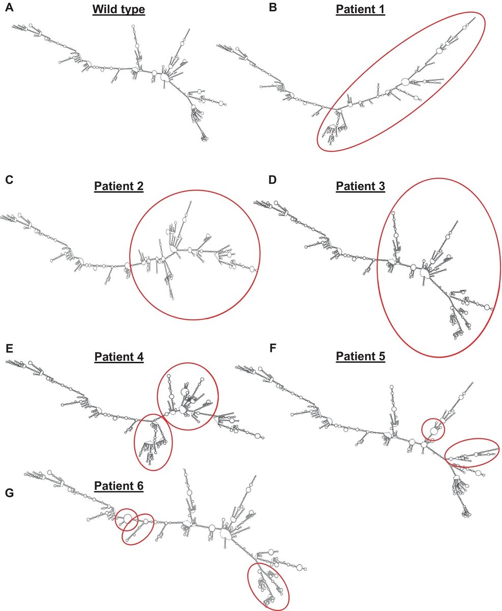    Сравнение матричной РНК транскрибирующей ген CYP24A1doi.org/10.1002/jbmr.4769