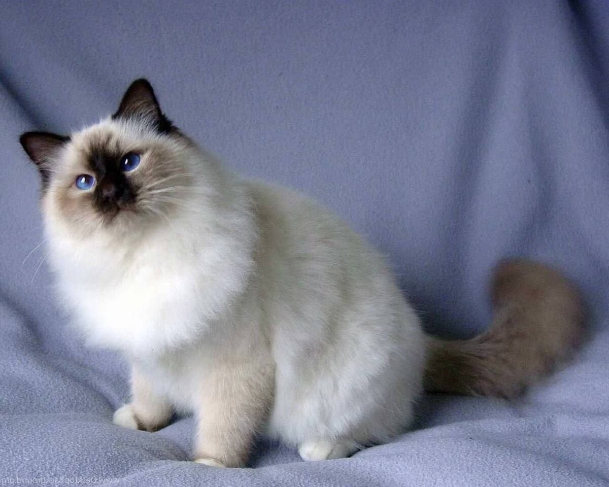 Бирманская кошка