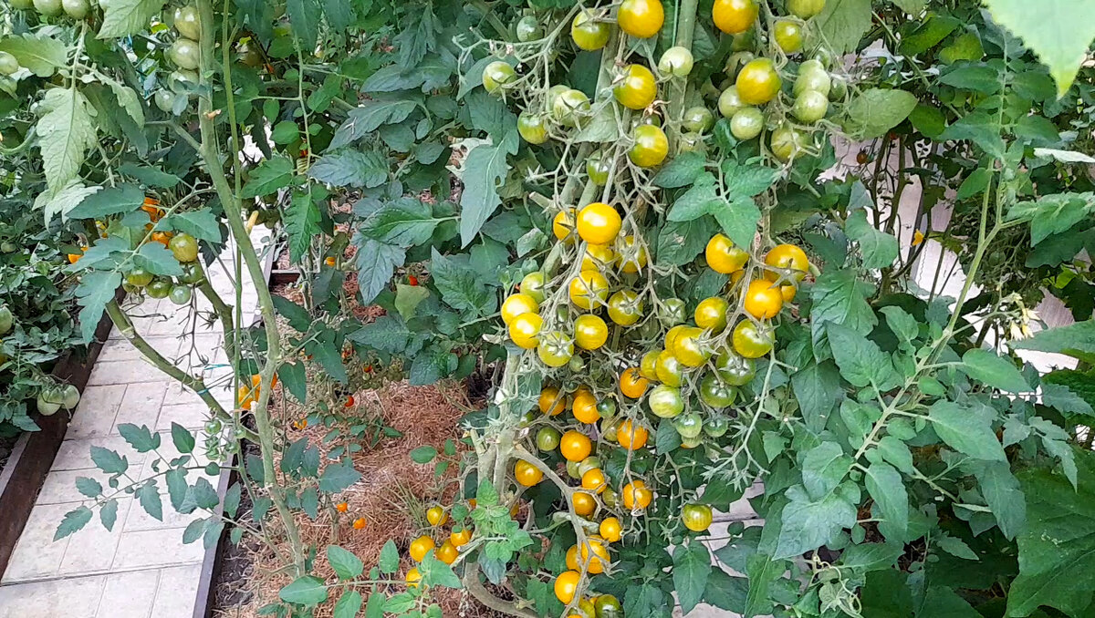 Черри, растущие на входе в теплицу