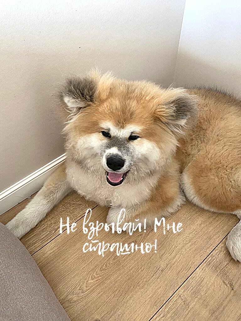 Взрывы салютов, петард, фейерверков пугают и убивают животных и птиц.