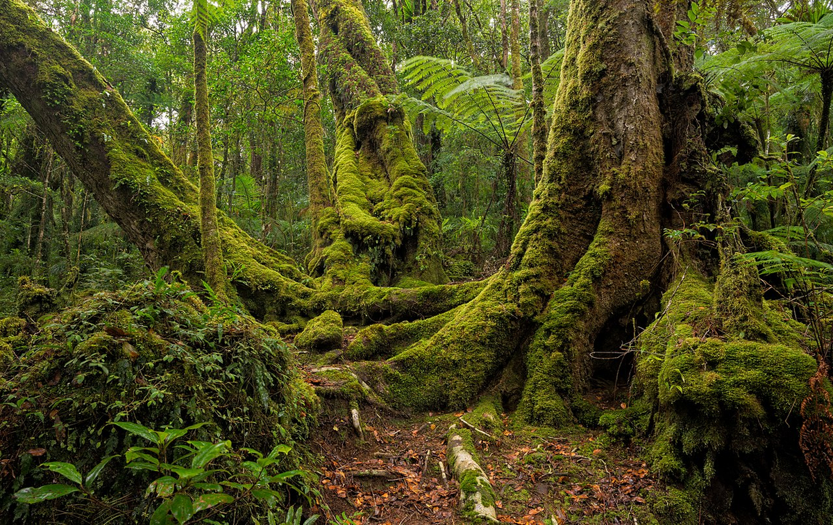 Old Beech mysterious Forest