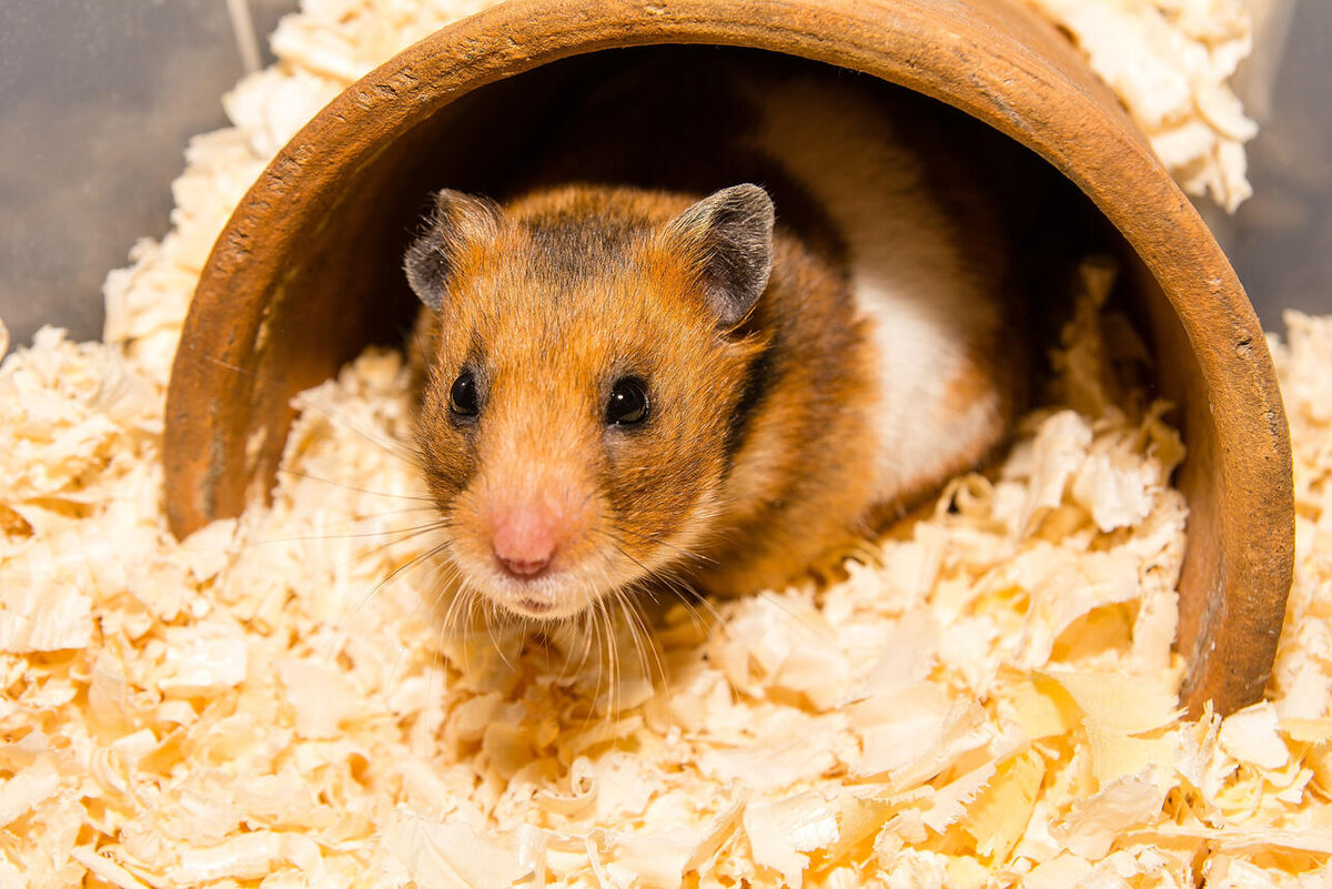    К чему снится хомяк 123RF/legion-media.ru