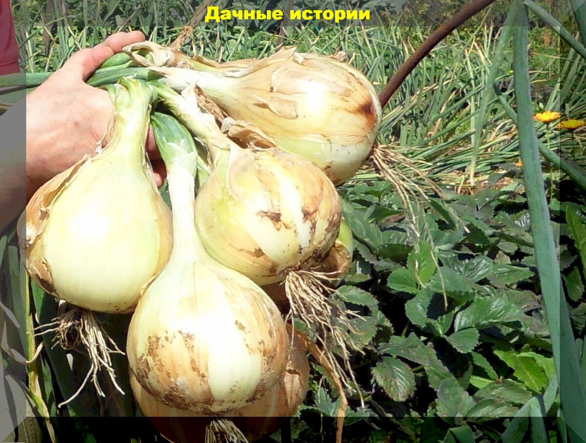 https://vk.com/photo-159774511_457259797