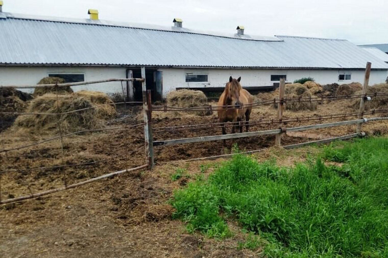    Помимо коров, на ферме имеются лошади и куры Avito