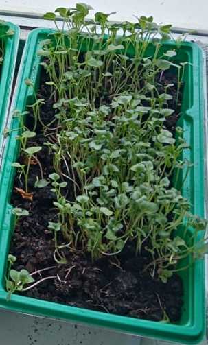 Ботва редиса