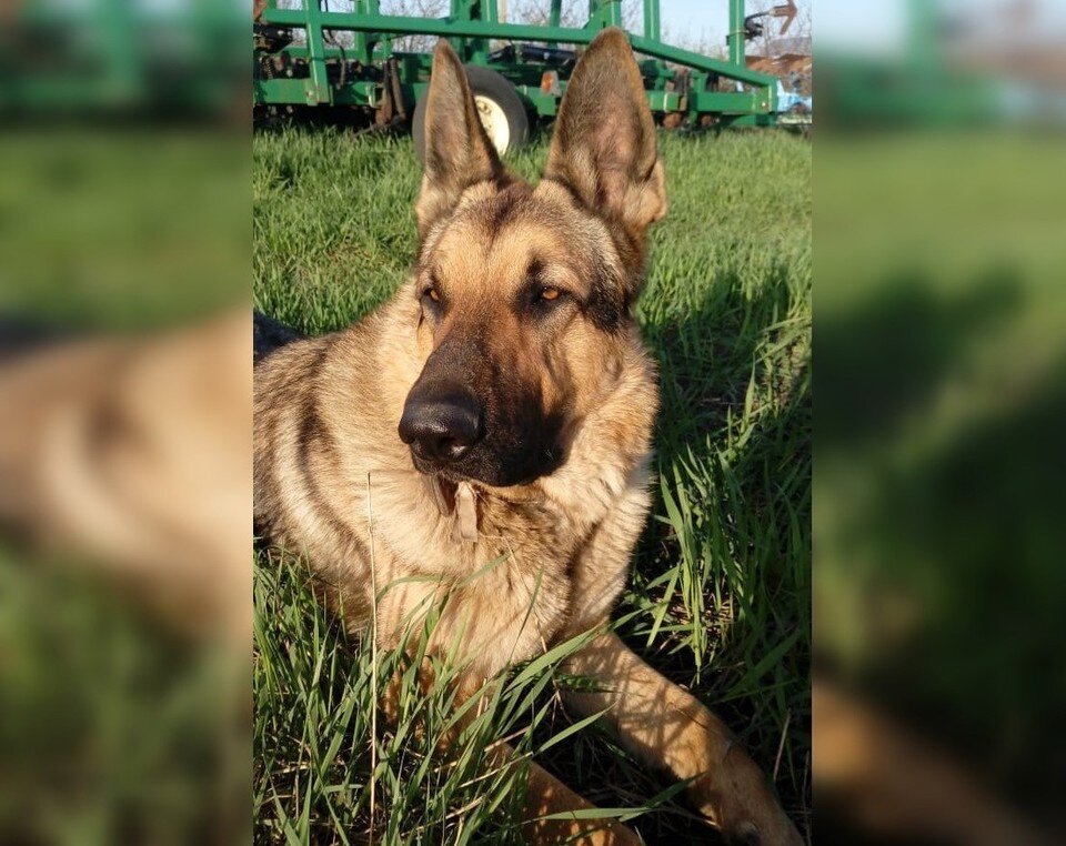     Фото: сайт конкурса «Мой ласковый и нежный зверь»