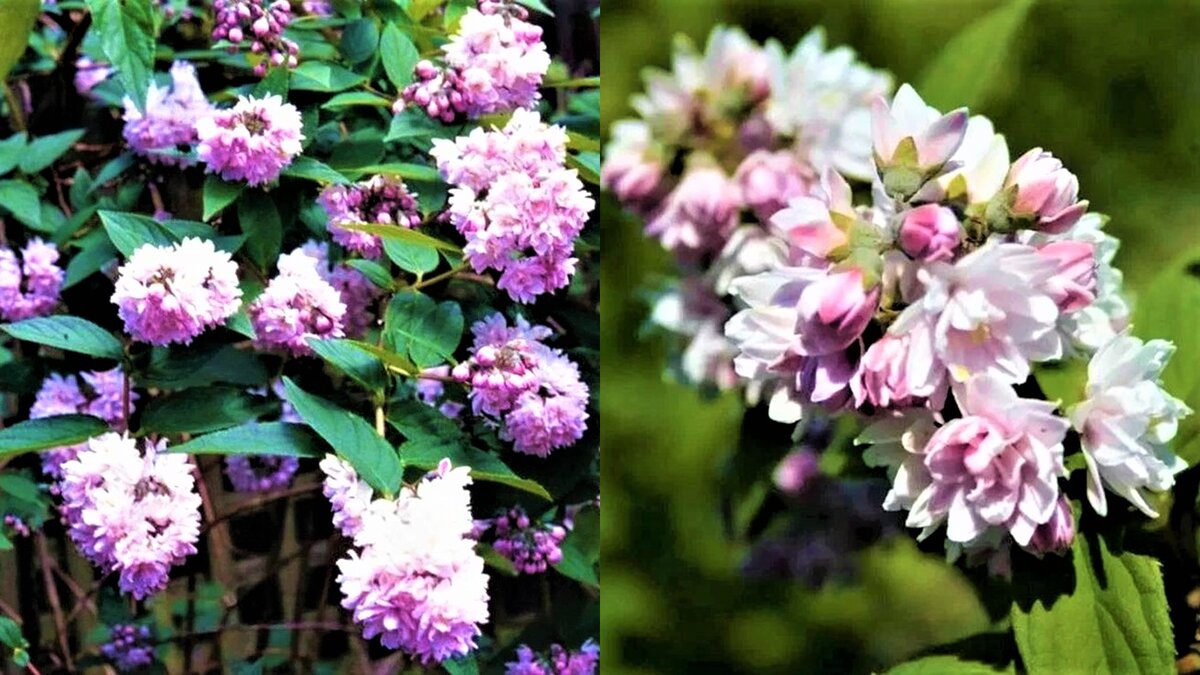 Неприхотливый кустарник с невероятно обильным цветением! | GardenLife ...