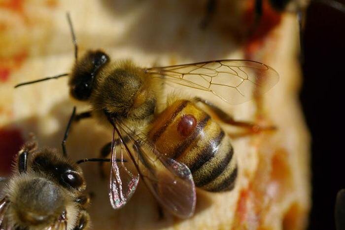 Клещ варроа на пчеле