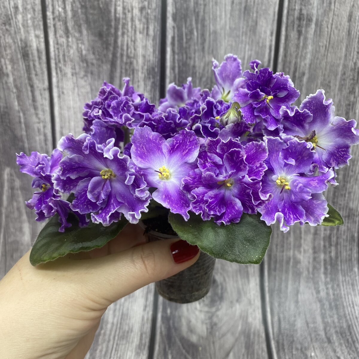 Ф-Головоломка