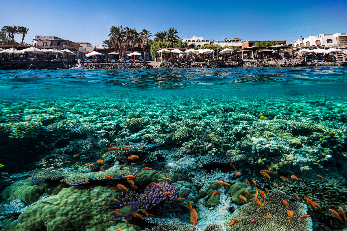 Красное море в африке. Египет Шарм-Эль-Шейх. Шарль Эль Шейх. Шармаль Шейх море.