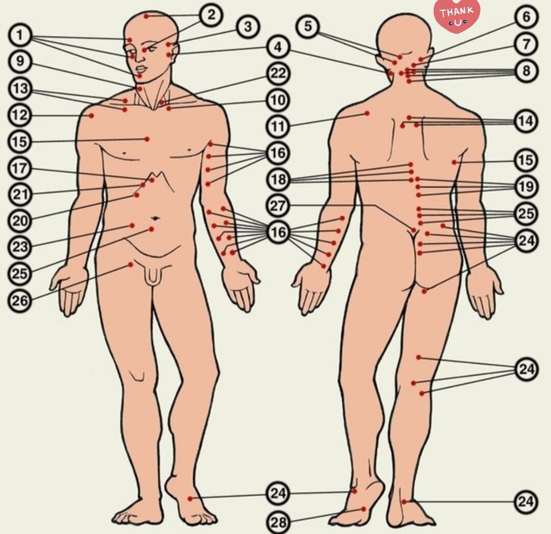 Лазерная эпиляция зоны живота. Схема женского тела. Зоны для подкожных инъекций. Бикини лазерная эпиляция зоны схема. Зонах на теле которые.
