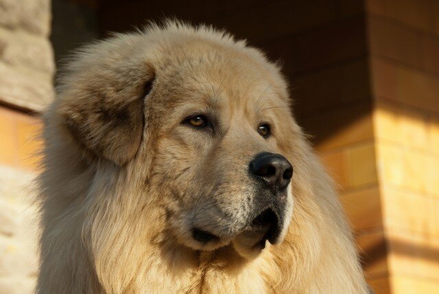 тибетский мастиф