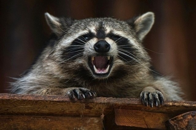    Можно ли держать енотов в квартире?