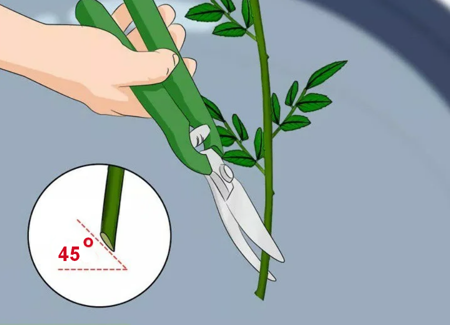 Подрезать стебли. Обрезать цветы. Подрезка цветов. Подрезать стебель розы.