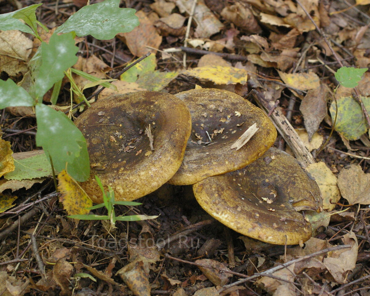 Lactarius necator