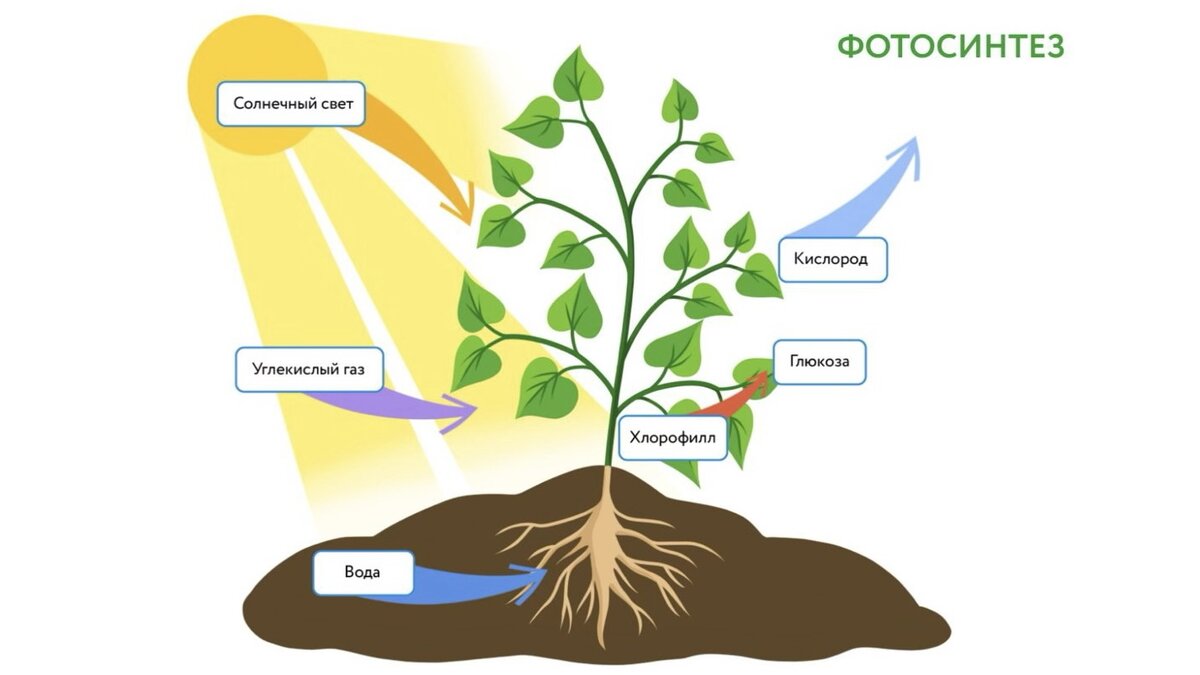 Как называется данный процесс углекислый газ вода. Фотосинтез. Фотосинтез картинки. Фотосинтез растений. Процесс фотосинтеза.
