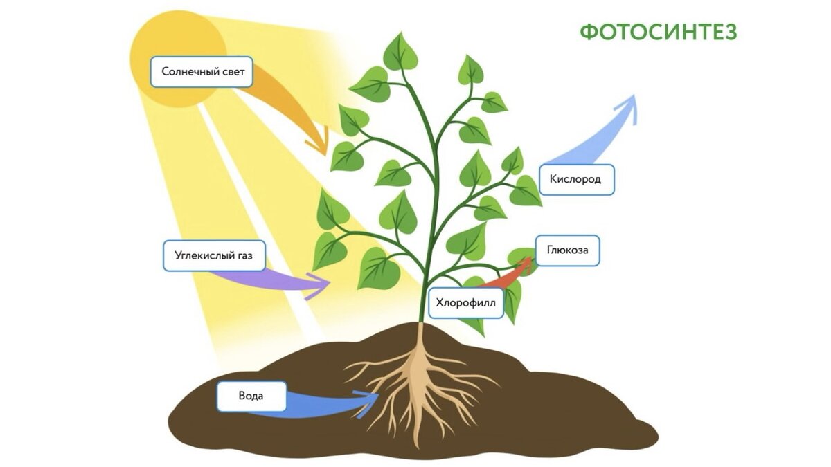 Фотосинтез солнечный свет