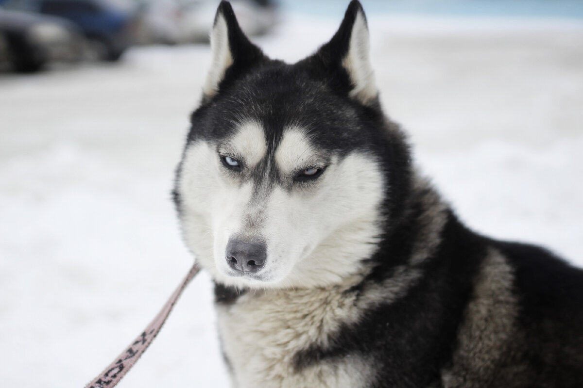Мем собака хаски. Хаски ин догс ви траст. Сибирские хаски голубоглазые. Хаски пискунова. Говорящая хаски.