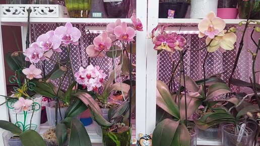 Дневник ОРХОМАНА 02.23г- ДОЛОЙ орхидейную ГРЯДКУ, собираю СТЕЛЛАЖИ для орхидей!
