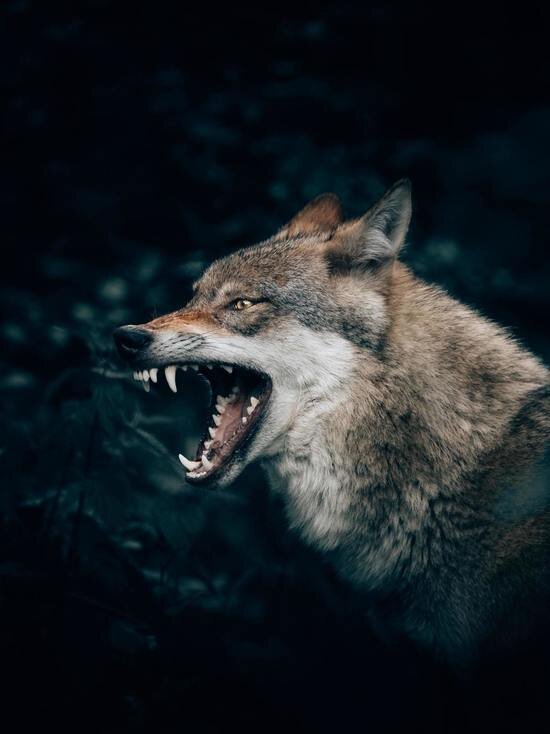     Фото unsplash.com