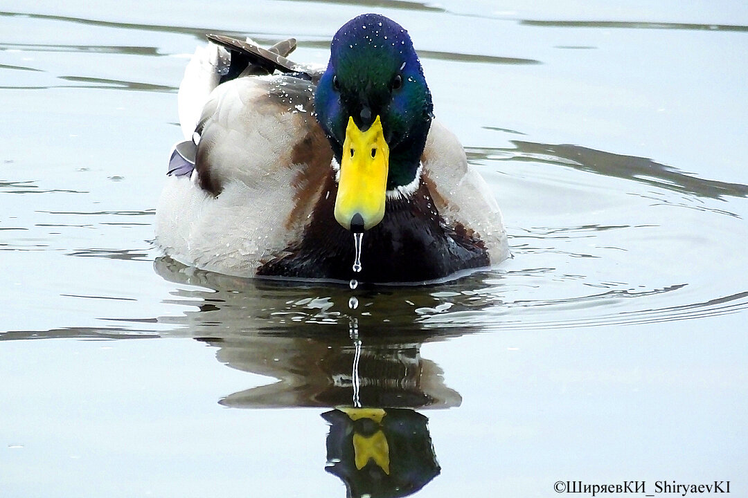 Рисовать картины в фотошопе на основе снимков не умею, да и фотошоп у меня плохонький. Потому «сильная резкость», «автоконтраст», «насыщённость + 0,50».