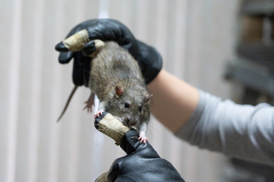     Агрессивные крысы бросались на человека и друг на друга. Фото: Александра ФЕДОСЕЕВА