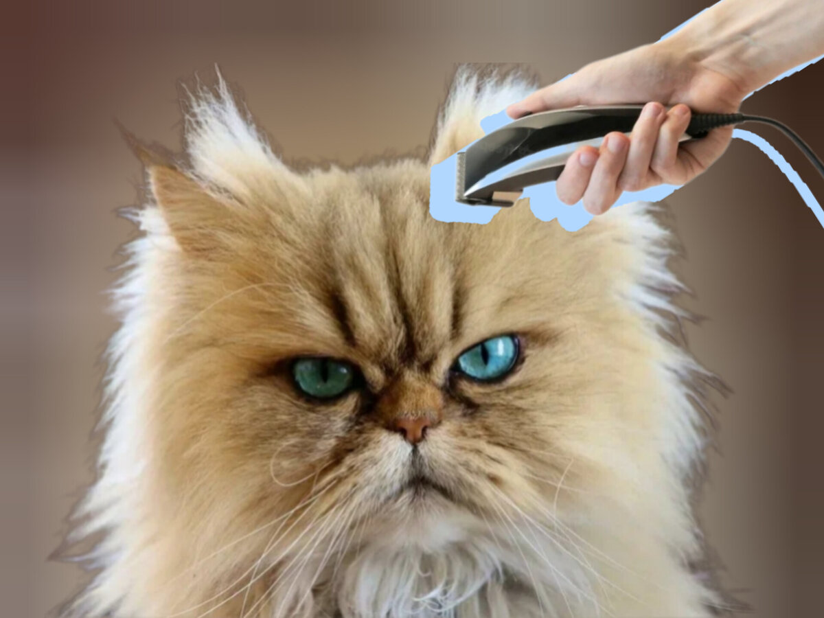 Какие проблемы могут быть у кошки которую коротко постригли или побрили |  Кошка.ru | Дзен