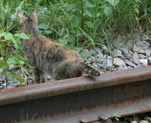 Для создания иллюстраций использовались материалы из сервиса Яндекс.Картинки.
